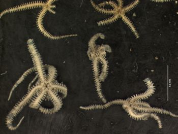 Media type: image; Invertebrate Zoology OPH-4150   Description: preserved specimen;